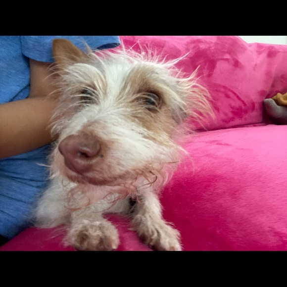 Meet your Posher, Itzel - Picture 1 of 1